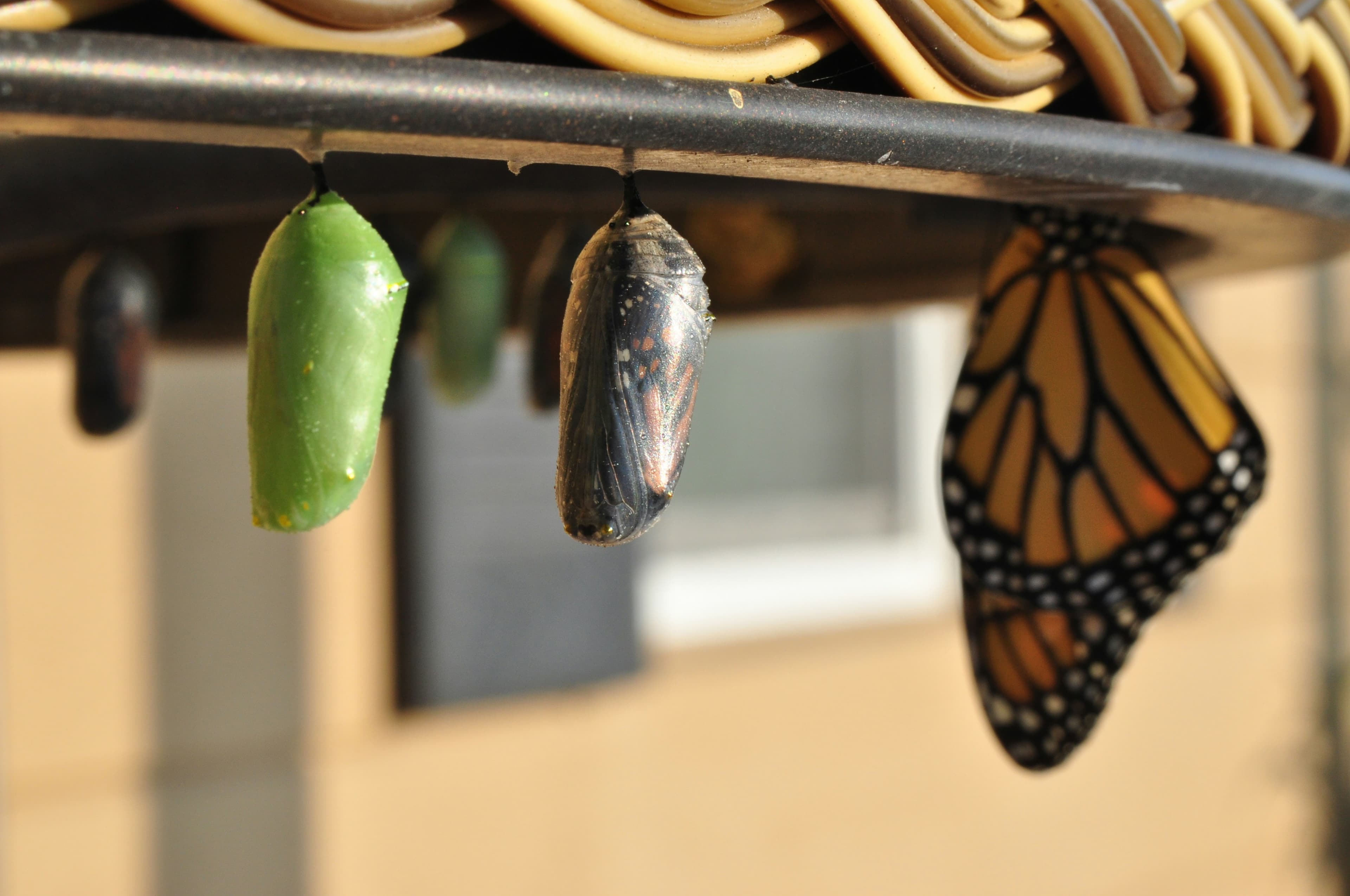 A butterfly changing from a chrysalis