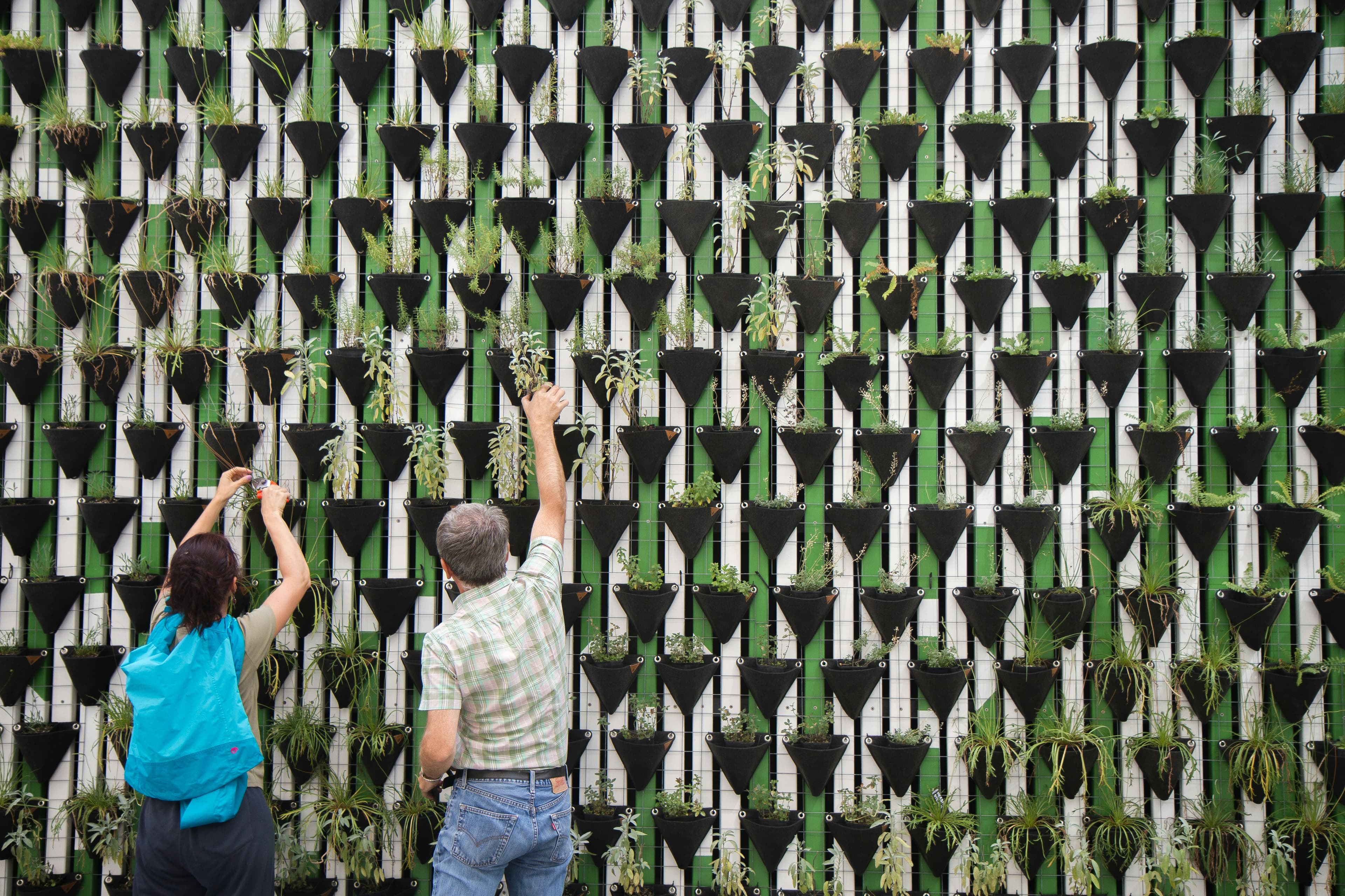 Two people maintaining a vertical garden