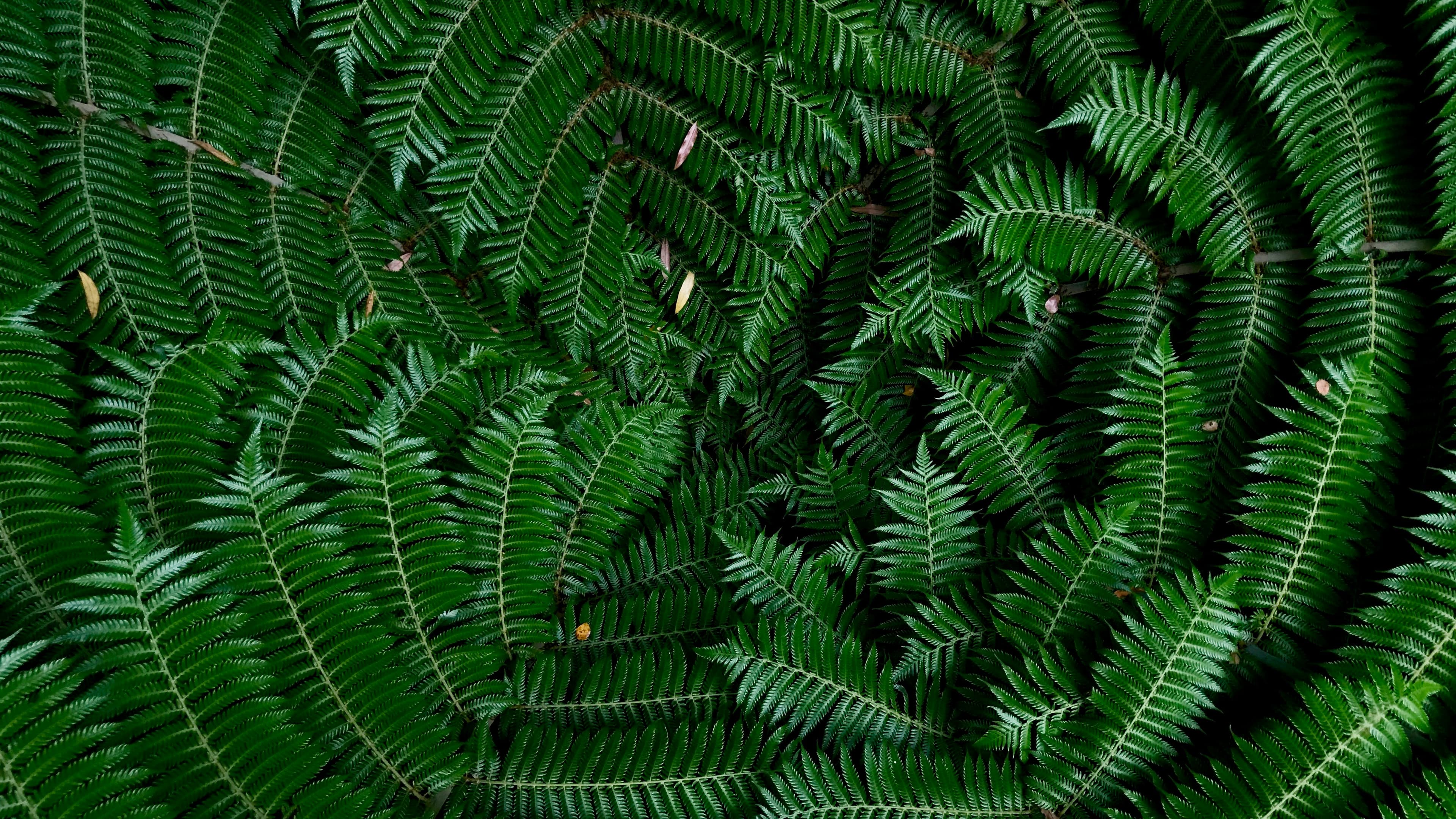 A set of green ferns meeting together in the centre of the image